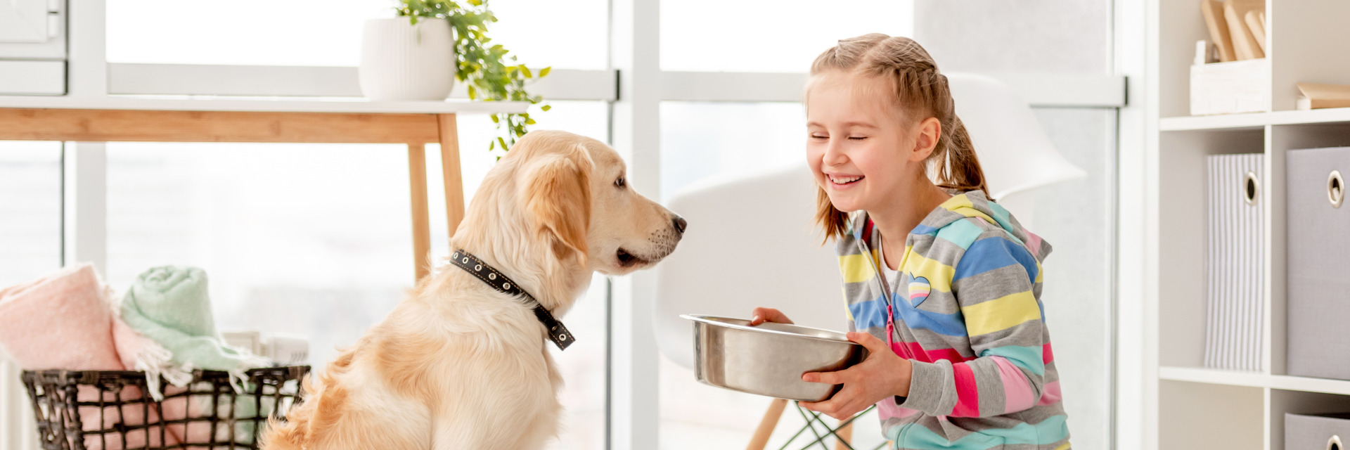 Ernährungsberater Hunde Ernährung Online