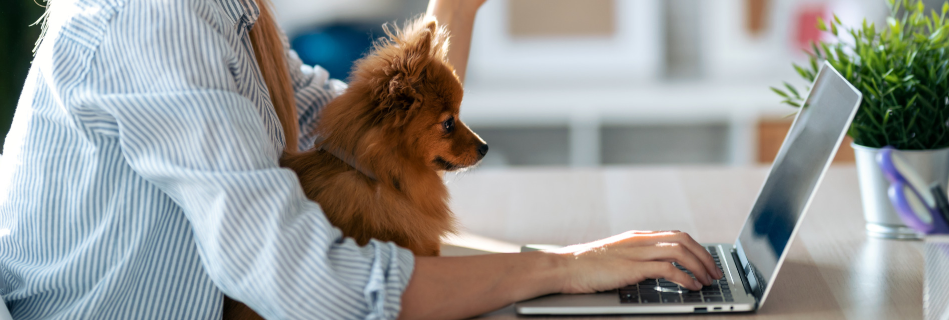 Kai Jansen Beratung Hunde Ernährung online 