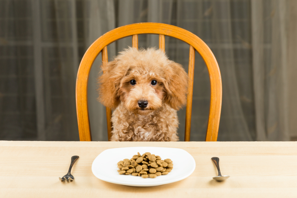 Naturheilkunde Hunde