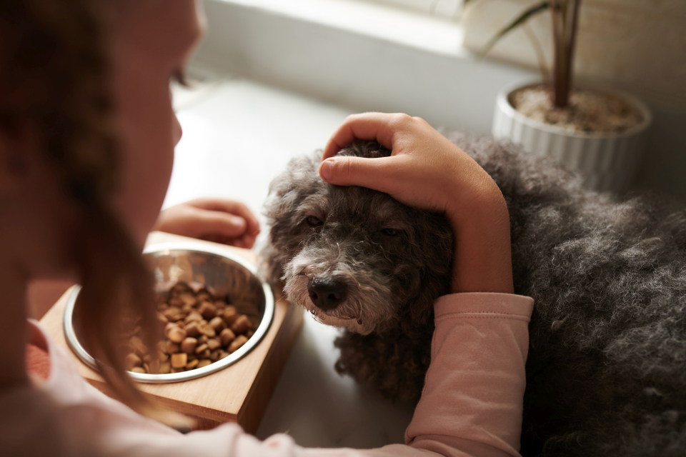 Onlineberatung Hundeernährung