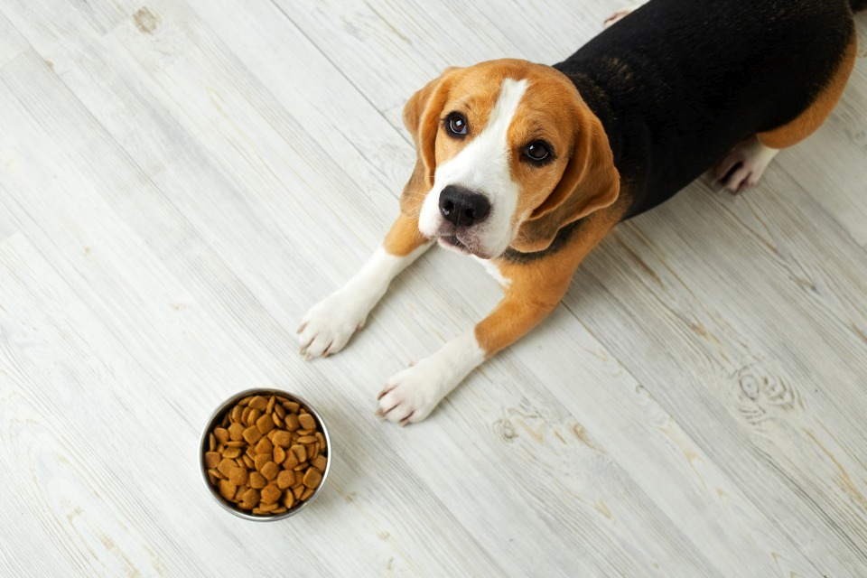 Ernährung Hunde Beratung Coaching Online