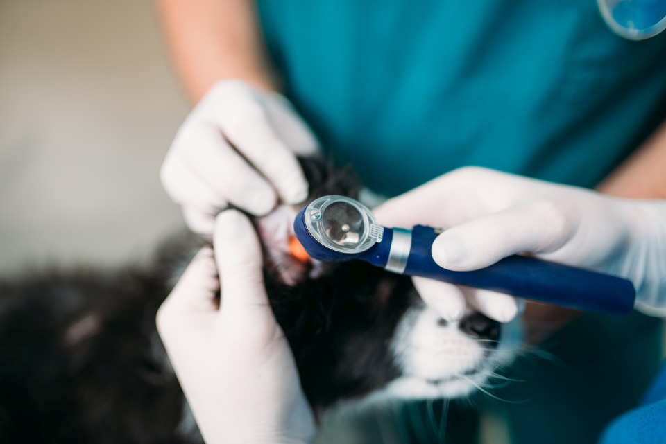 Zytoplasmatische Therapie alternative Tierheilkunde Hunde